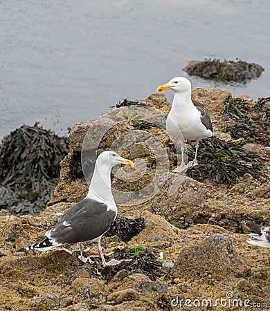 Close up view of Great Black-backed Gull Larus marinus Stock Photo