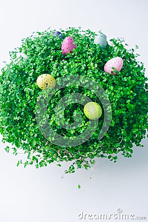 Close up of a green baby`s tears plant with colorful dotted quail Easter eggs decorations over a white background Stock Photo