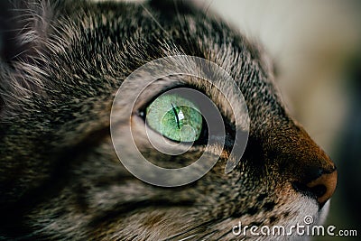 Close up view of green cat eye. Beautiful cat portrait. European cat portrait with focus in the eye. Domestic animals. Stock Photo