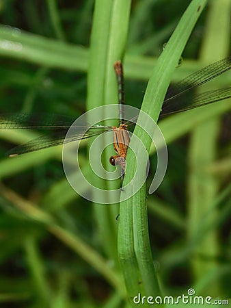 Green Damselfly in wet grass Stock Photo