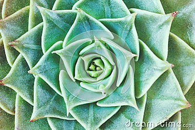 Green rosettes of the succulent plant Stock Photo