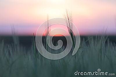 Close up view with green wheat plants on a wheat grain field against sunsent sky. Stock Photo