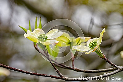 Close-up View of a group of Dogwood Flowers Stock Photo