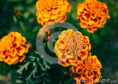 A close-up view of a group of orange Mexican Marigolds Stock Photo