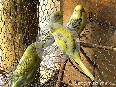 Sisters and brothers Budgies Stock Photo