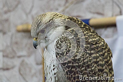 Close up view of a hawk head Stock Photo