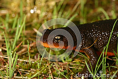 Rough-skinned newt (Taricha granulosa) Stock Photo