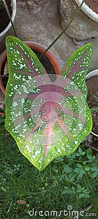 Close up view Heart of jesus or Angel wings or Caladium bicolor leaves shape. Stock Photo