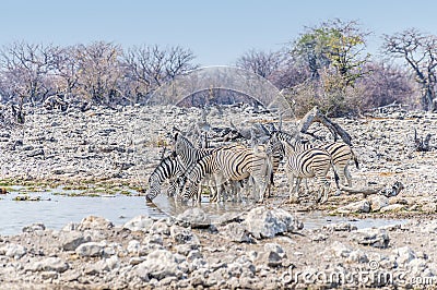 A close up view of a herd of Zebras drinking at a waterhole in the Etosha National Park in Namibia Stock Photo