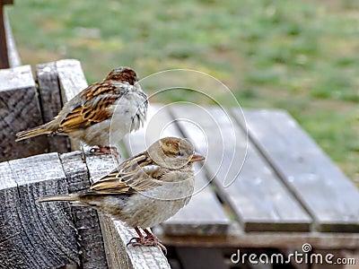 Close up view of a house sparrow Passer domesticus,perched on a wooden bench Stock Photo