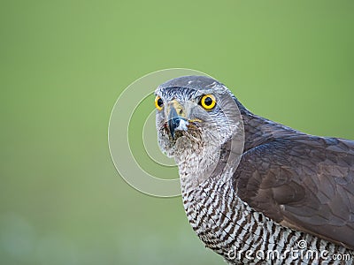 Close up view of a hybrid falcon Stock Photo