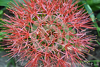 Close up view of an inflorescence of a fireball lily plant Stock Photo