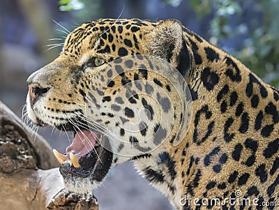 Close-up view of a Jaguar Stock Photo