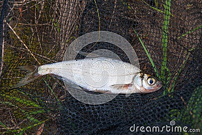 Single freshwater fish zope or the blue bream on black fishing n Stock Photo