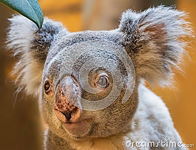 Close-up view of a koala Stock Photo