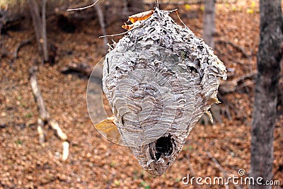 Close up view of a large abandoned wasp nest Stock Photo