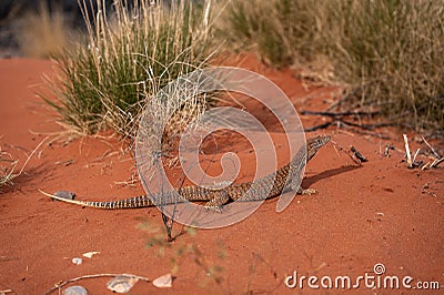 Close-up view of a large Sand Goana Varanus gouldii, a species of large Australian monitor lizard, also known as Sand Monitor Stock Photo