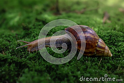 Close-up view of a large snail Stock Photo