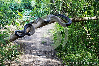 A close-up view of a large snake coiled and clinging to a large branch that was broken Stock Photo