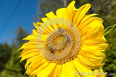 Close up view of large sunflower with honeybees collecting nectar. Stock Photo