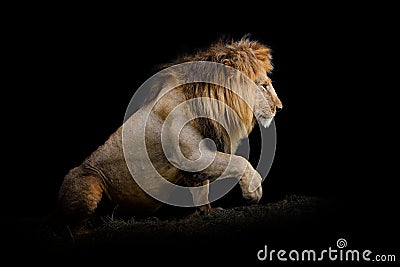 Lion isolated on black background Stock Photo