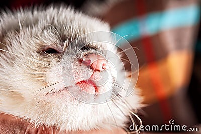 Little cute ferret face Stock Photo