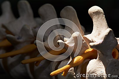 Close-up view of lumbar spine nerve root Stock Photo