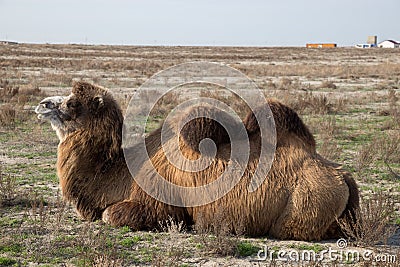 Close up view of lying two-humped camel in the background of a village in the Kazakh dry steppe Stock Photo