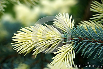 close up view macro closeup young fresh shoot of blue spruce. White colored. Stock Photo