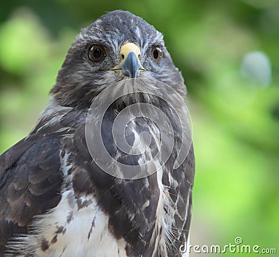 Close-up view of a majestic common buzzard Stock Photo