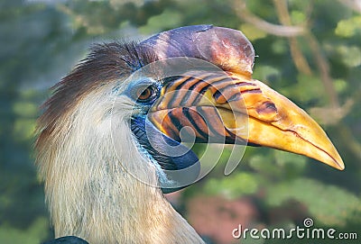 Close-up view of a male Knobbed Hornbill Stock Photo