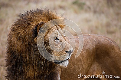 Close-up view of a male lion watching prey in the Ngorongoro national park (Tanzania) Stock Photo