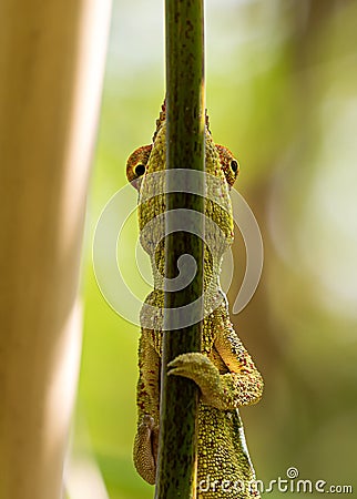 Close-up view of a male Panther chameleon Furcifer pardalis Stock Photo