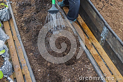 Close up view of man in greenhouse watering deepening in garden bed before planting plant. Stock Photo
