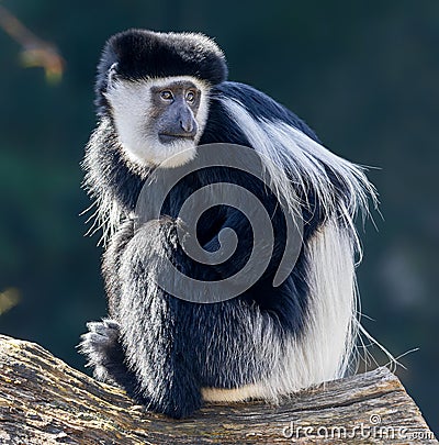 Close-up view of a Mantled guereza Stock Photo