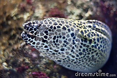 Close up view of a moray fish. Stock Photo