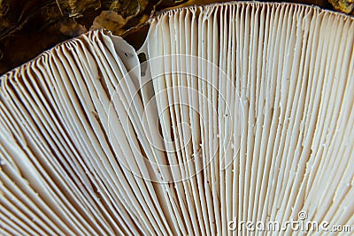 Close-up view of mushroom gills, linear patterns in soft creamy tones, copy space Stock Photo