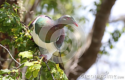 Close-up view of a New Zealand pigeon Stock Photo