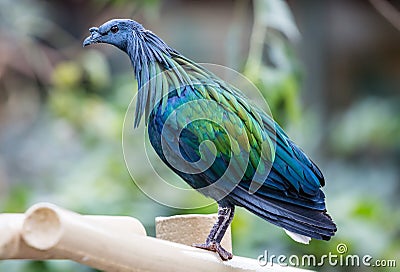 Close-up view of a Nicobar pigeon Stock Photo