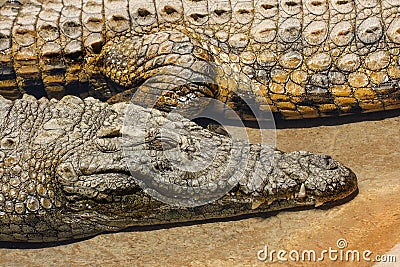 Close up view of Nile crocodiles on a river bank Stock Photo