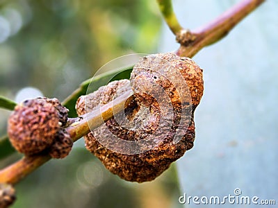 Old Wasp galls on a Acacia Longifolia Stock Photo