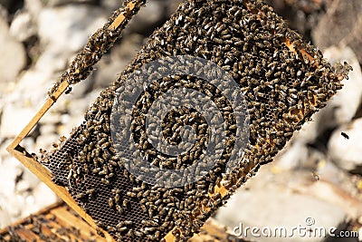 Close up view of the opened hive body showing the frames populated by honey bees. Honey bees crawl in an open hive on honeycomb Stock Photo