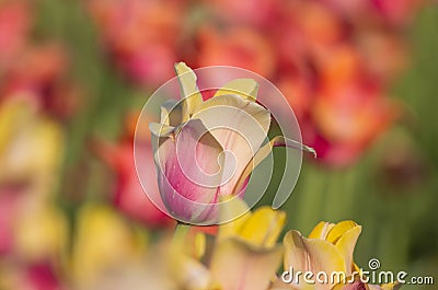 Orange Tulip flower between assorted color tulips, selective focus Stock Photo