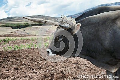 Close up view of an ox and a fresh plowed land in Urubamba Valley Stock Photo