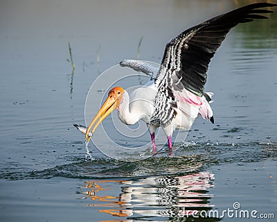 Close up view of Painted stork fishing in waters of Bhigwan Pune Stock Photo