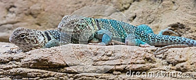 Close-up view of a pair of Eastern Collared Lizards Stock Photo