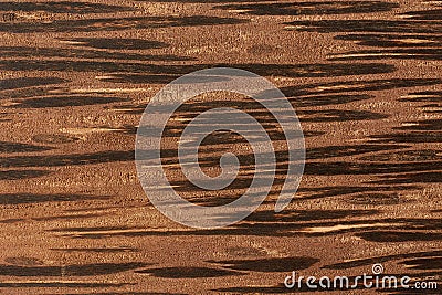 close-up view of palm wood grain texture Stock Photo