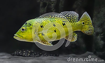 Close-up view of a Peacock bass Stock Photo