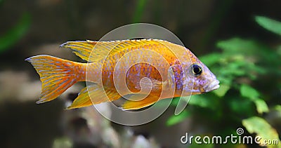 Close-up view of a Peacock cichlid (Aulonocara sp.) Stock Photo