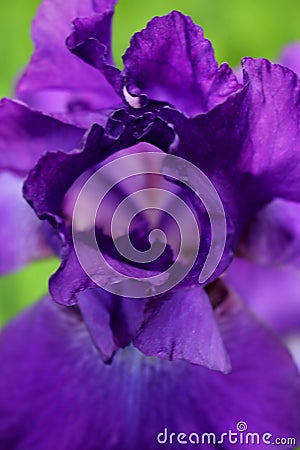 Just a Peek Inside a Perky Purple Iris Stock Photo